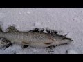 Зимняя рыбалка 2016 Ловля окуня и щуки