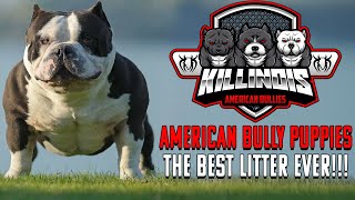 The Best American Bully Puppies Ever