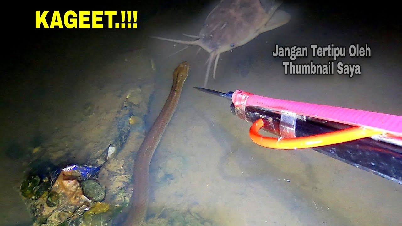 KAGET.!! Ikan Ikan Pada Diam Kayak Ditinggal Pasangan, 60 Menit Berburu