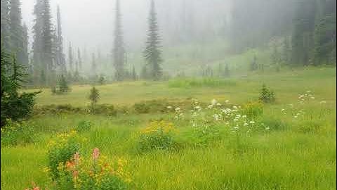 سورة الفاتحة بصوت القارئ وليد إدريس المنيسي