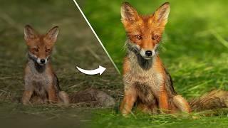 Editing My Best Fox Photo In Lightroom screenshot 3