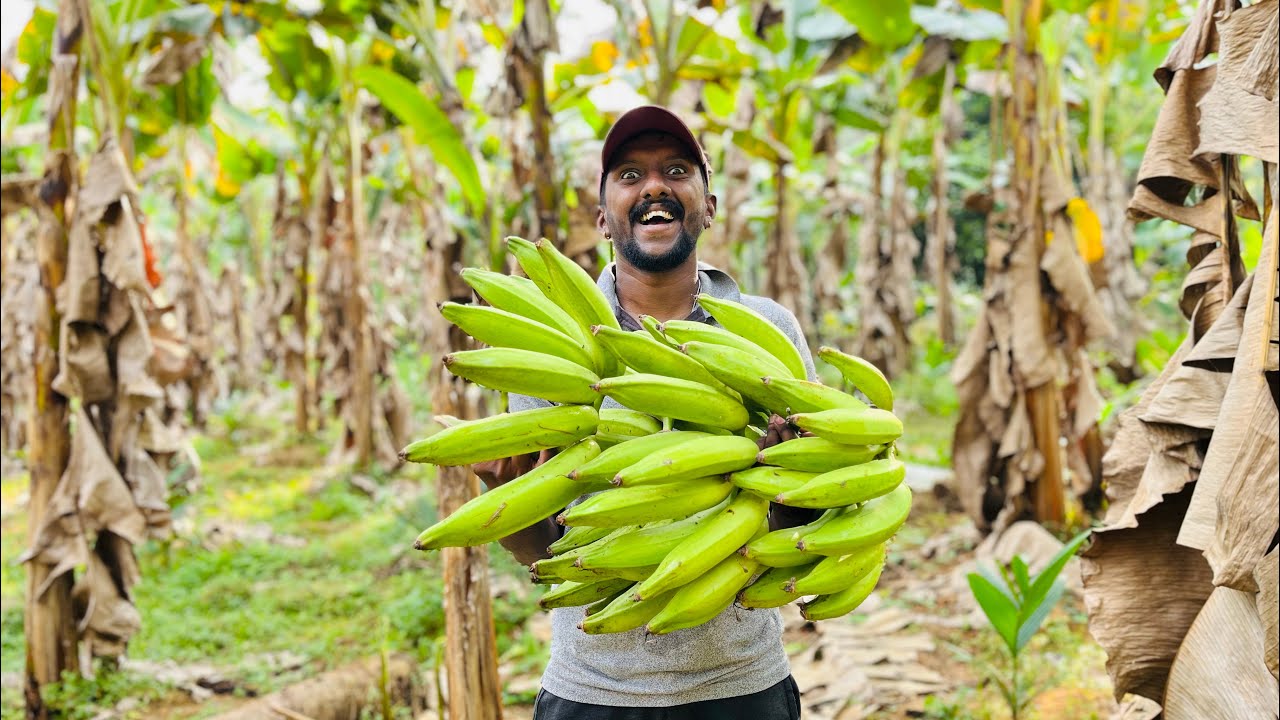 വിളവെടുപ്പ് മുതൽ മാർക്കറ്റ് വരെ 🌳/ kerala village Harvesting 🪴Punyalan_decor
