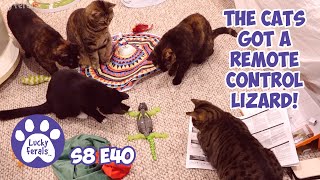 Celebrity The Cats Got A Remote Control LIZARD! Hex Bots Wall Crawler Gecko Review Wealth