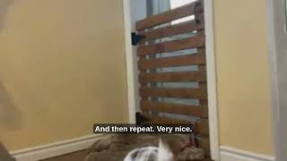 Teach Your Dog to Love Being Tethered Before You Need It