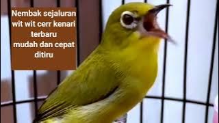 Masteran pleci nembak wit wit cer kenari terbaru suara jernih gemericik air