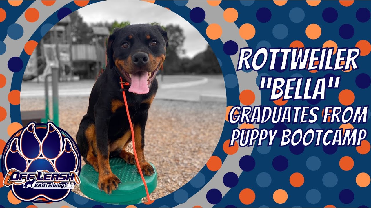 Rottweiler Dog Training: Mastering Obedience Techniques