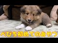 【シェルティ】べびちと初めてのおやつ【美味しいね】