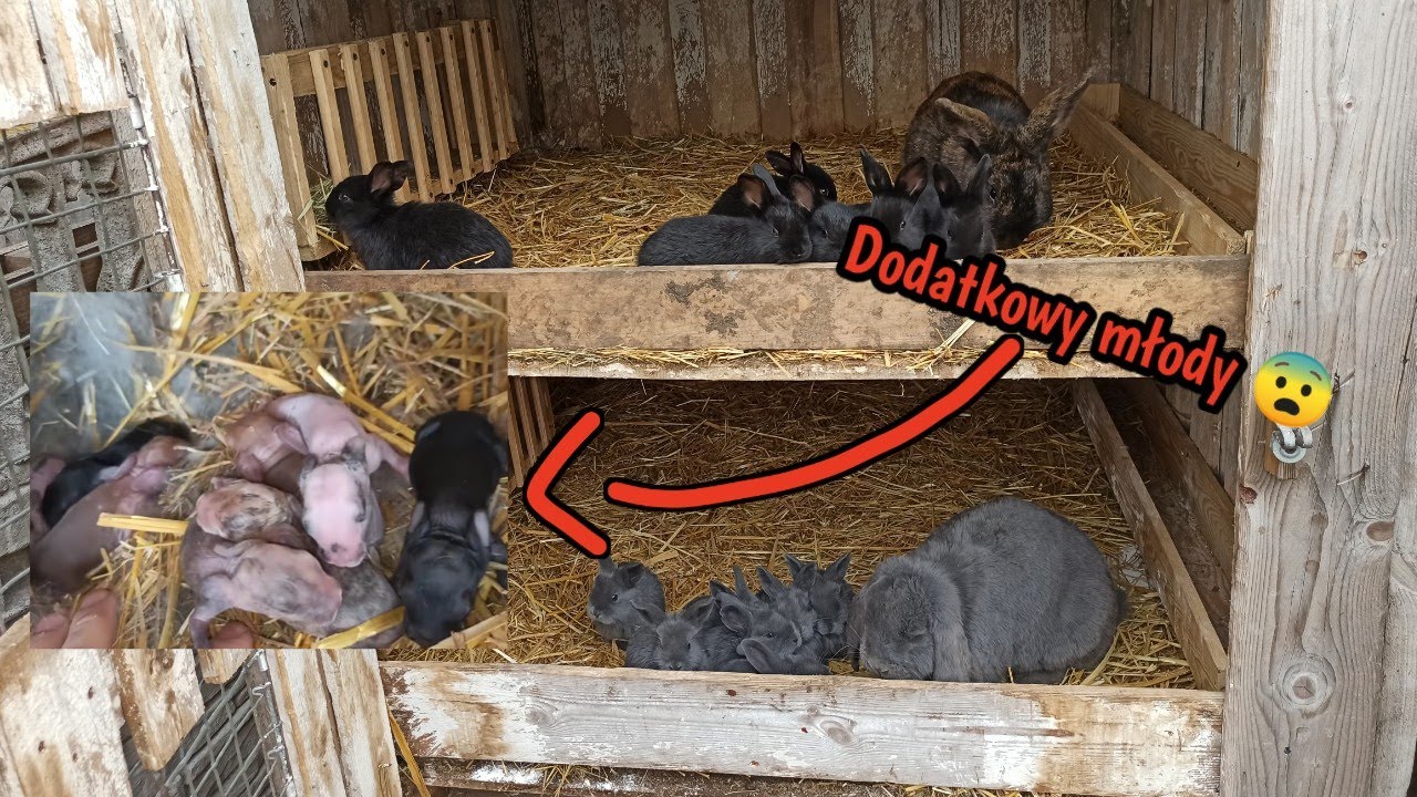 Wyrzucanie obornika i dodatkowy młody 😨