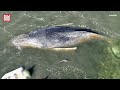 Nach Timmy: Nächster Wal in der Ostsee gesichtet! Belugawal verirrt sich in Flensburger Förde