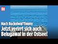 Nach Timmy: Nächster Wal in der Ostsee gesichtet! Belugawal verirrt sich in Flensburger Förde