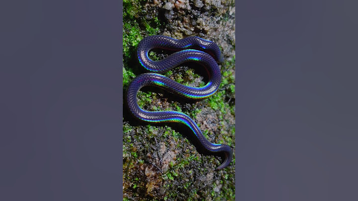 A splash of color in the wild: the incredible Rainbow Snake #colorfulcreatures #snake #rainbowsnake