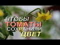 КАК УБЕРЕЧЬ ЦВЕТЕНИЕ ТОМАТОВ при РЕЗКИХ ПЕРЕПАДАХ ТЕМПЕРАТУРЫ! Советы от ЗЕЛЕНОГО ОГОРОДА!