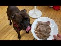 この犬のおかげで稼げたのでお礼にステーキをあげたんですが10秒しか持ちません