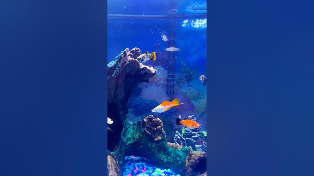 #bella #bella #fishtank #notimetodie #music #song #coversong #bella #bella #fishtank #notimetodie #music #song #coversong