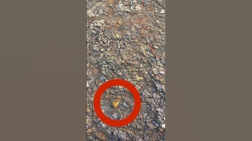 ‘O’ Marks the Fossil! 🤞🏻🦑