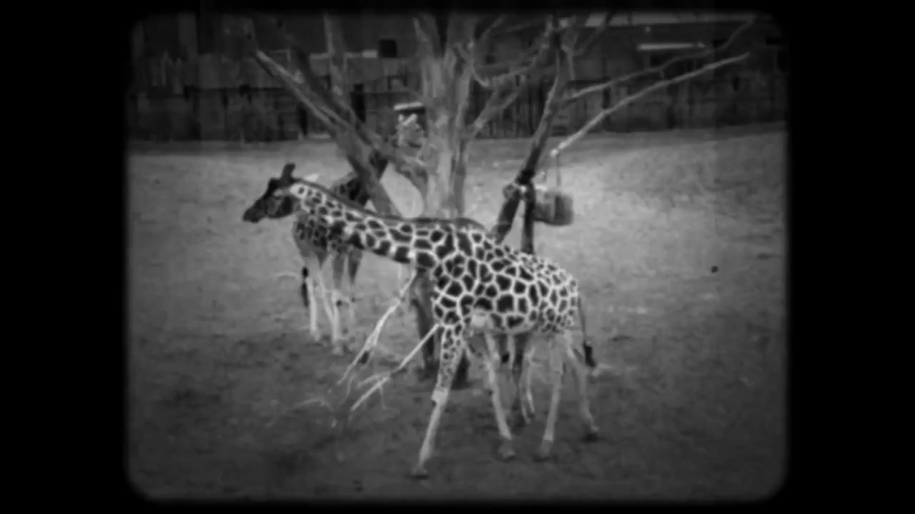 Ann Scott - Joy (Official Video)