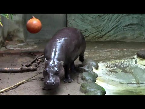 鳴くコビトカバ モミジ 上野動物園 Pygmy Hippopotamus Voice Youtube