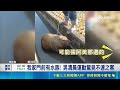 我家門前有水豚! 男清晨運動驚見不速之客 怕蹺家餓到拔草餵水豚 民眾:追牠追得好喘｜三立新聞LIVE