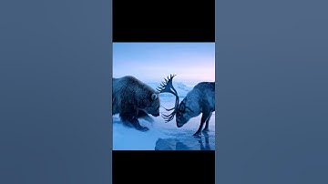 Polar bear attacked a deer #bear #deer #attack #rescue