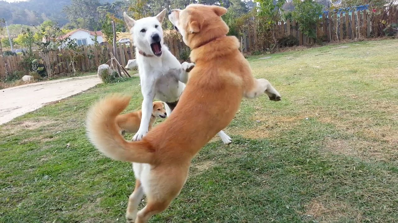 Korea Jindo Dog family 's a pleasant time puppy paradise