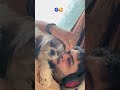 Affectionate lola #youtubeshorts #cute #love #shihtzu #petlover #viral #mumbai #public #affection🥰
