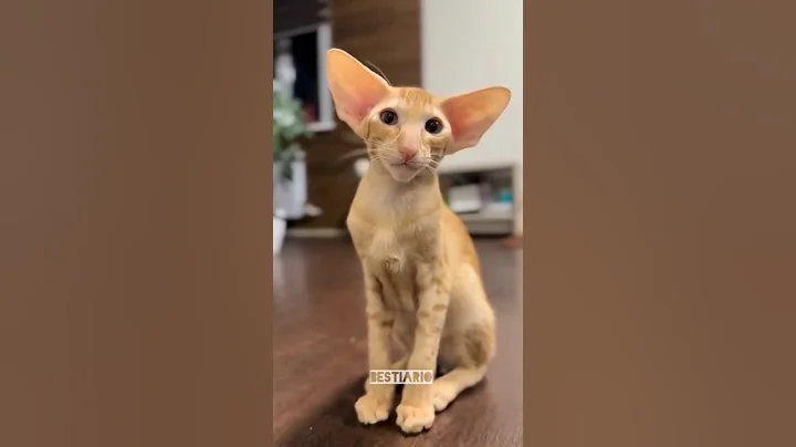 Video 11459411: oriental cats