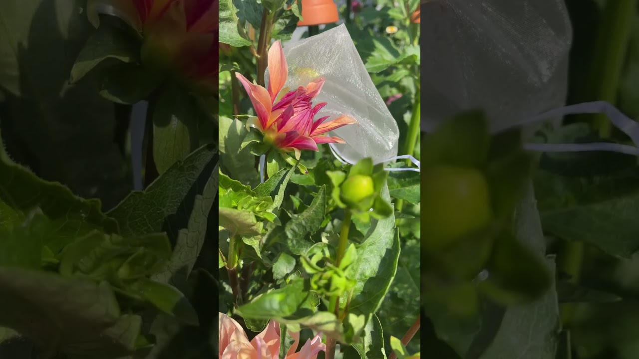 Peachy pink hues of Labyrinth dahlia, a dinnerplate variety. 🧡 🩷 