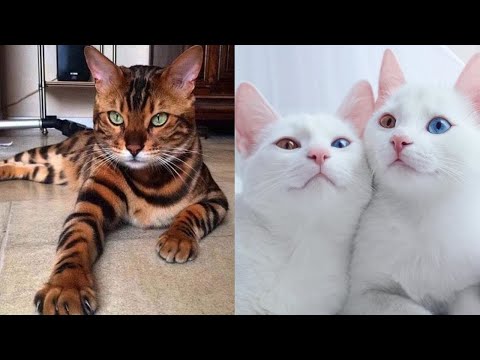 Video: Katere Mačke In Mačke So Najbolj Ljubeče