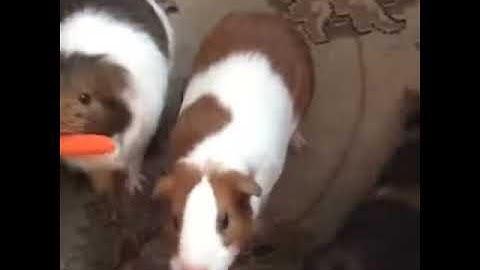 Bella runs with the carrot
