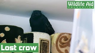 Lost crow walks into shop!