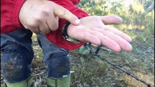 Minelab Gpx 6000 Gold Detecting In Victoria Part 1