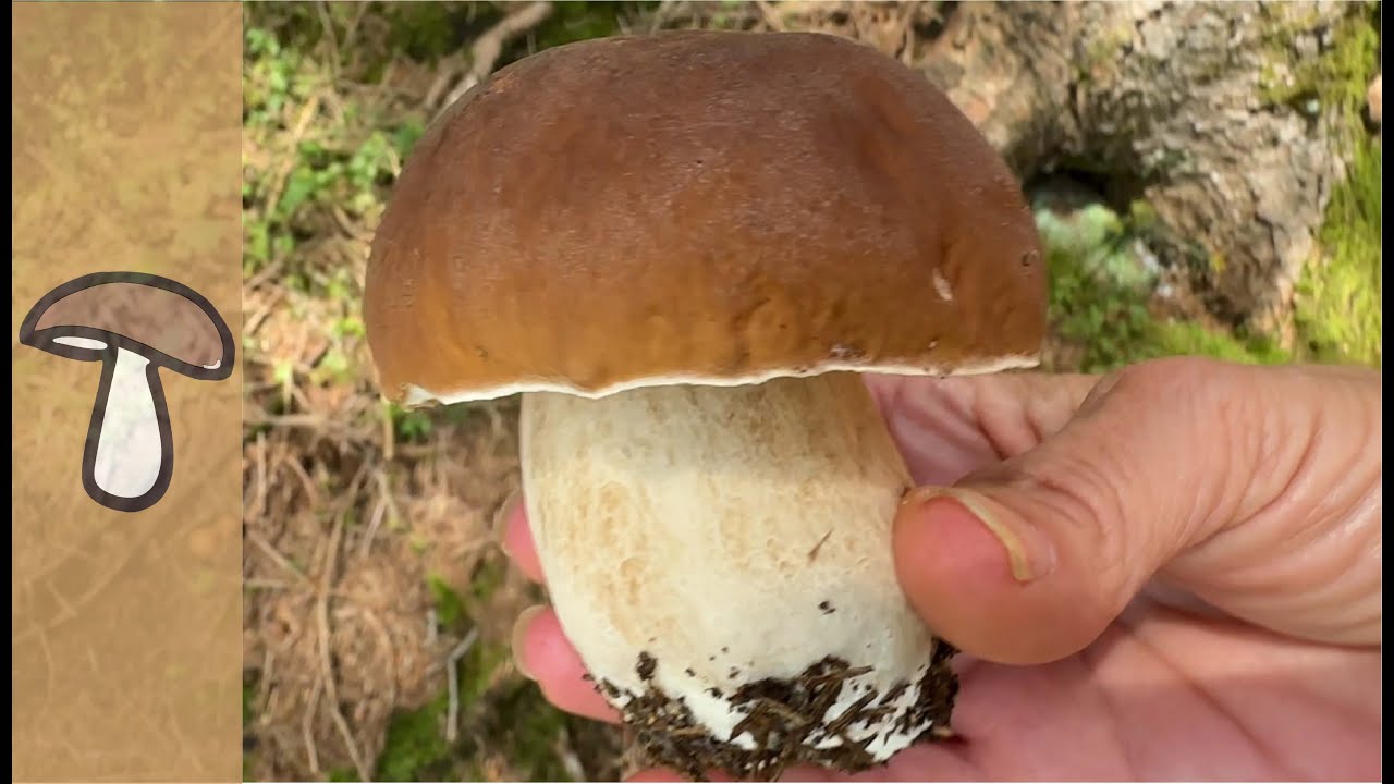 🍄Fichtensteinpilzexplosion - Parasolparadis - Pfifferlinge