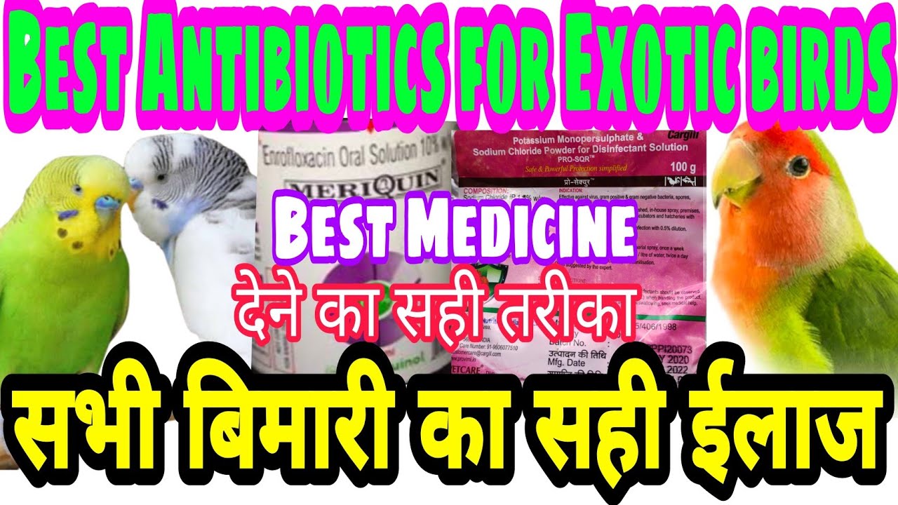 Meriquin Medicine Best antibiotic for love birds Meriquin dosage