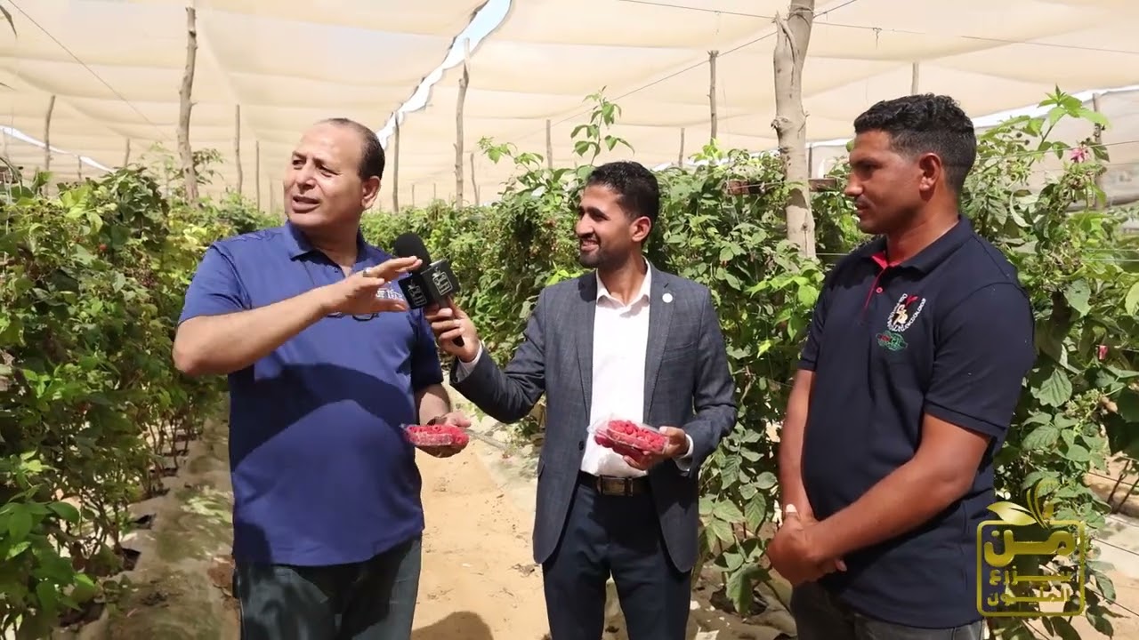 سعر الكيلو يتجاوز 1000 جنيه.. إزاي تعمل مشروع التوت الأحمر
