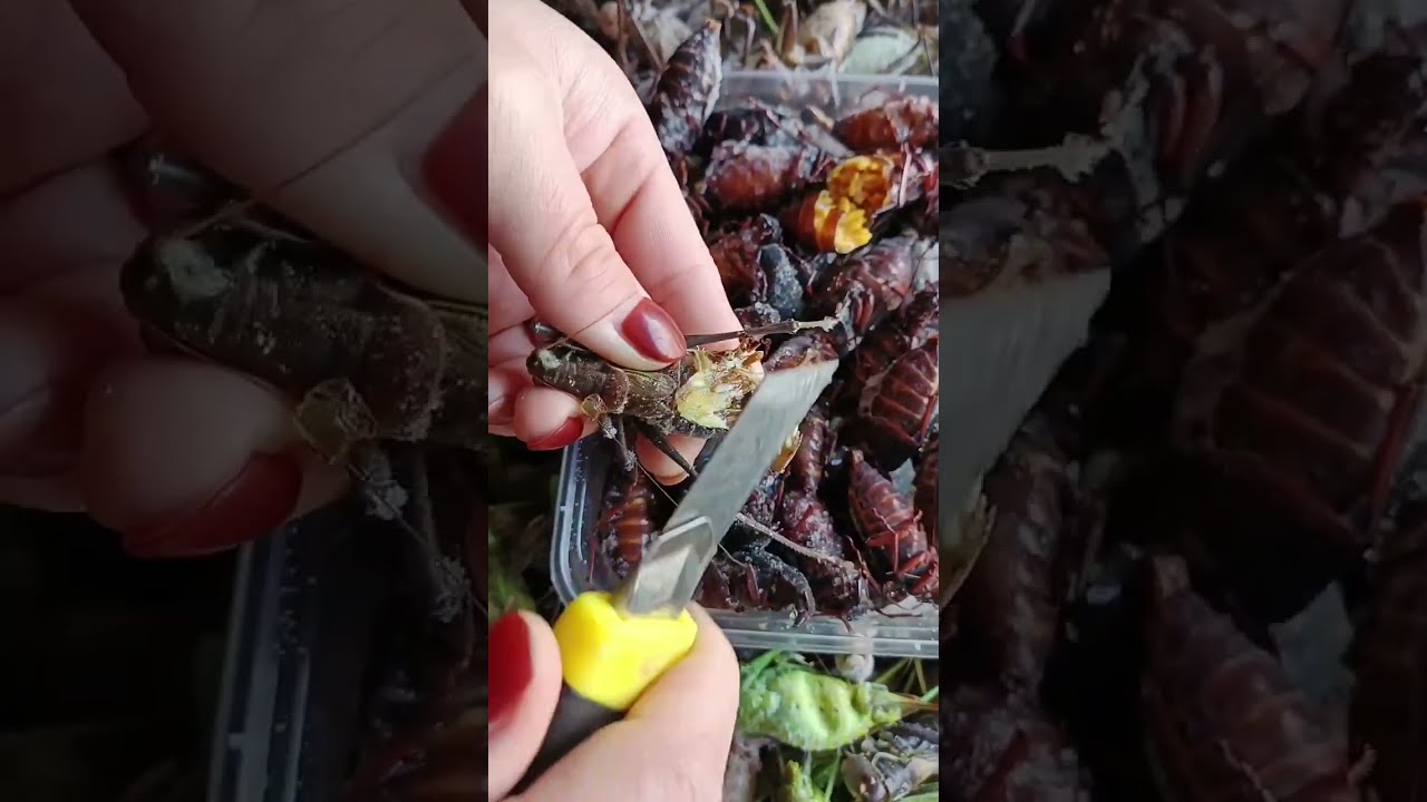 Countryside food but delicious #you like to eat this #Countrysidefood #food #eating #cooking EP7