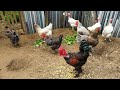 🛑 Renovação em uma baia galinhas polaco Brahma + um reprodutor #criaçãoarcadenoé