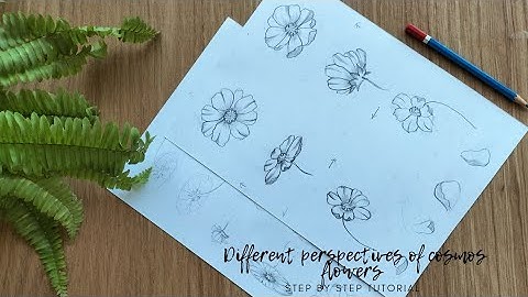 How to draw 6 different cosmos flower perspectives. Step by step tutorial for beginners.
