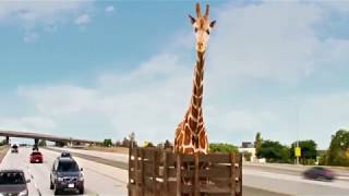 Hangover 3 - Giraffe scene