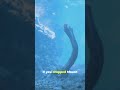 Discover the Secrets of the Mariana Trench!