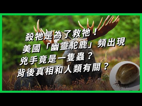 殺牠是為了救牠！美國「幽靈駝鹿」頻出現 兇手竟是一隻蟲？背後真相和人類有關？【TODAY 看世界】