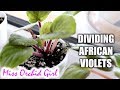 Dividing & repotting African Violets + Using Styrofoam cups!