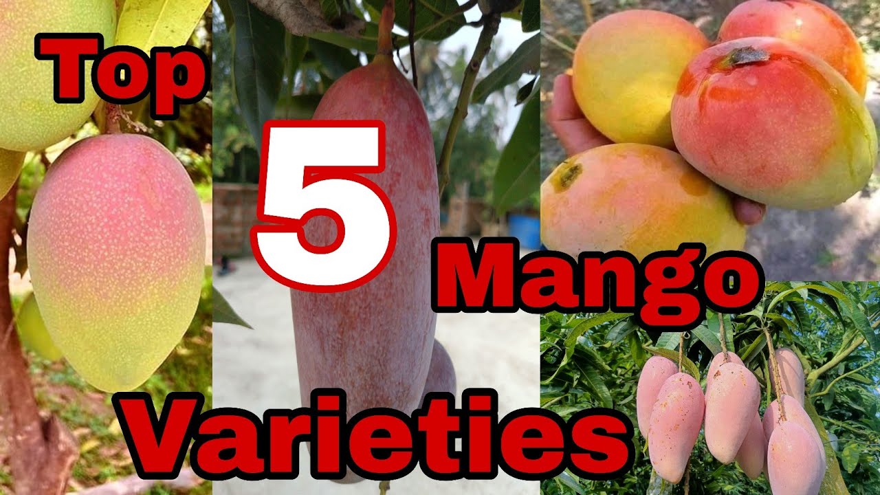 Top 5 Best Mango Varieties in India !!