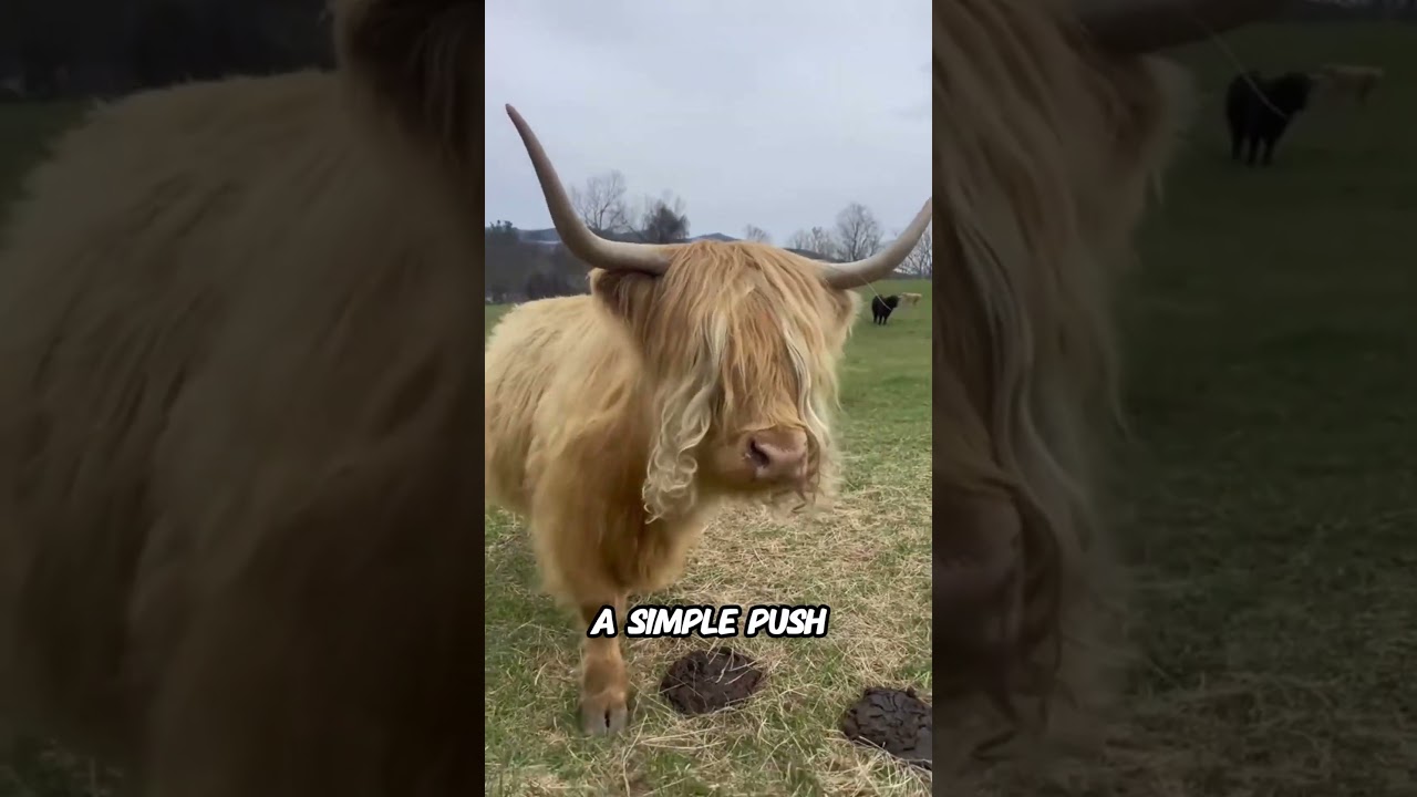 ⚠️ TOP 4 ANIMALS THAT K!LL… WITHOUT MEANING TO 😳🐘