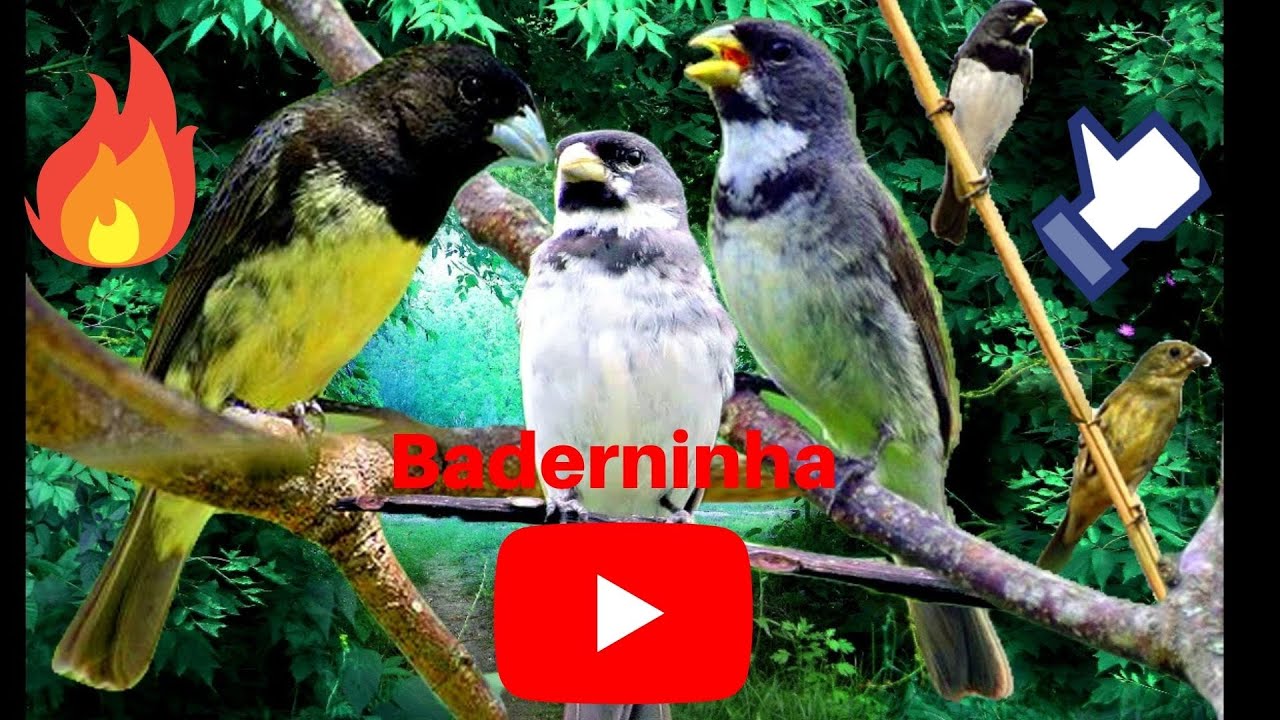 BADERNA FOGUEAR COLEIRO PAPA CAPIM PARA ENCARTE TUI TUI ZEL ZEL