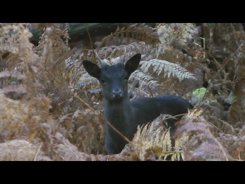 Fallow deer rut, Forest of Dean