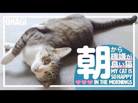 朝から機嫌が良い猫