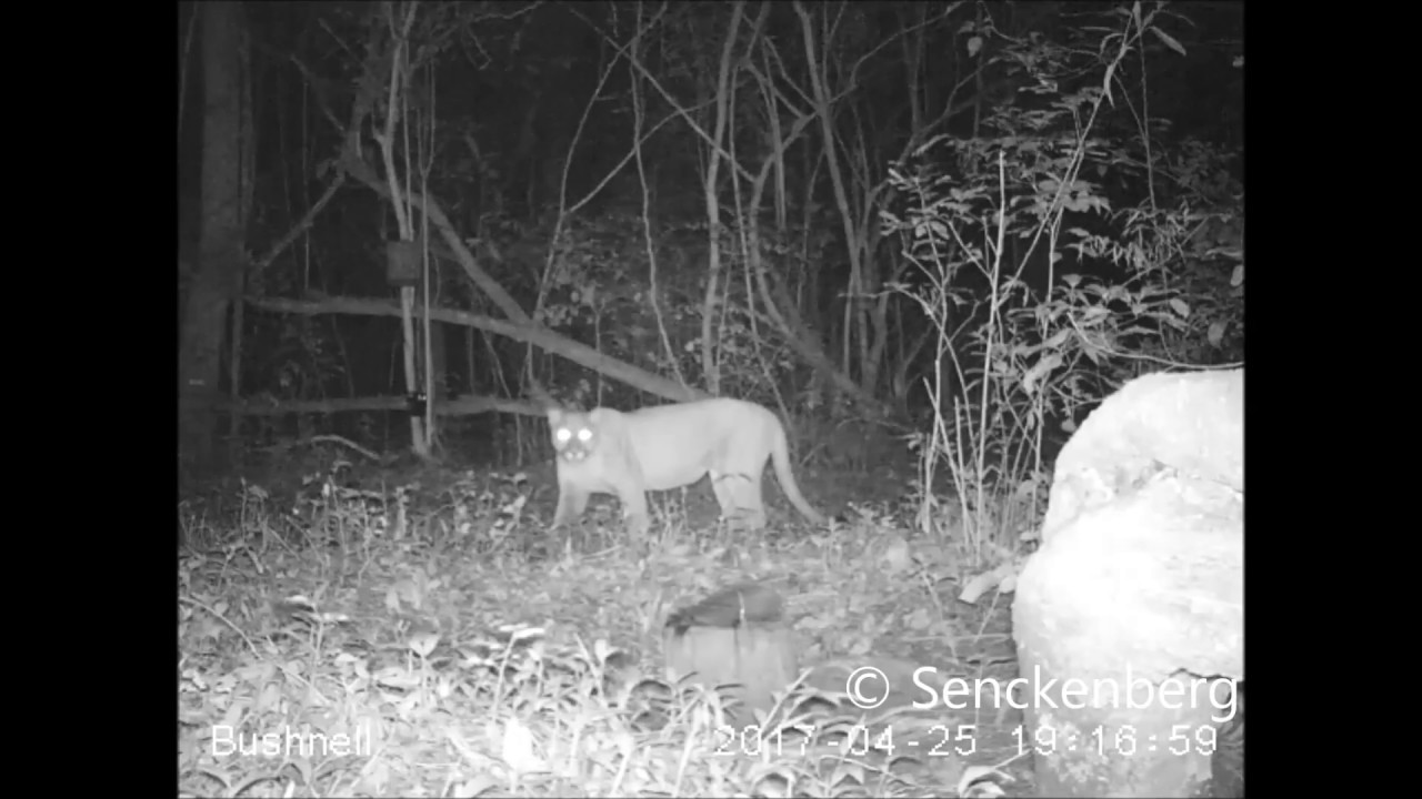 animal picture #CameraTrapProjectChiquitos: Puma