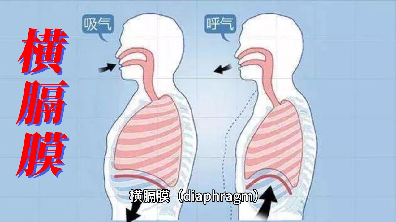 横隔膜大全 横膈膜（diaphragm） - YouTube
