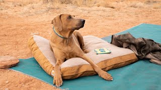 The Sherpa Top Dog Bed by Carhartt [Review]