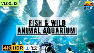Fish & Wild Animal Aquarium Tokyo #indogjvlogs #vlog #fishaquarium #jellyfish #wildanimals